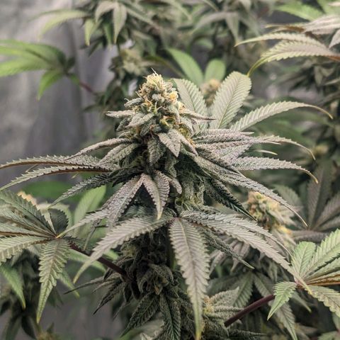 Lemon Cherry Gelato x Black Velvet #1 growlog timeline photo