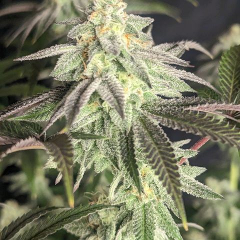 Lemon Cherry Gelato x Black Velvet #1 growlog timeline photo
