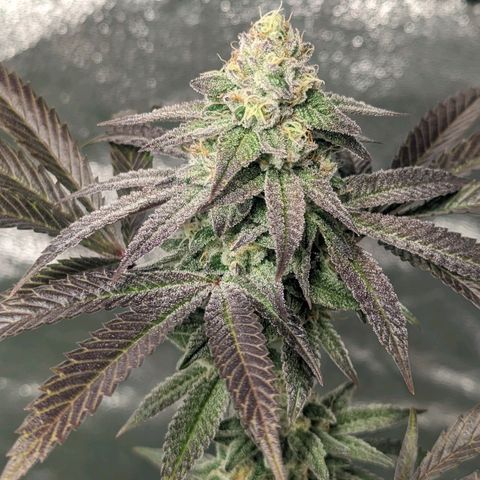 Lemon Cherry Gelato x Black Velvet #1 growlog timeline photo