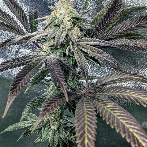 Lemon Cherry Gelato x Black Velvet #1 growlog timeline photo