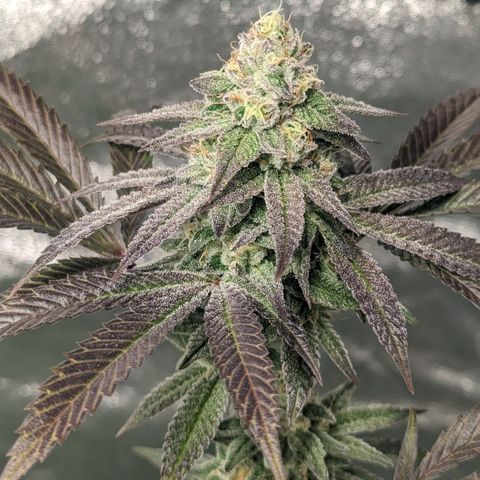 Lemon Cherry Gelato x Black Velvet #1 growlog timeline photo