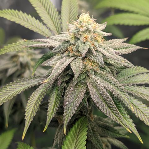 Lemon Cherry Gelato x Black Velvet #1 growlog timeline photo