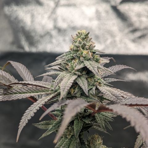 Lemon Cherry Gelato x Black Velvet #1 growlog timeline photo