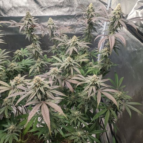 Lemon Cherry Gelato x Black Velvet #1 growlog timeline photo