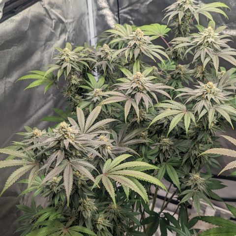 Lemon Cherry Gelato x Black Velvet #1 growlog timeline photo
