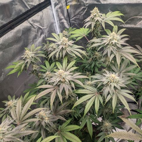 Lemon Cherry Gelato x Black Velvet #1 growlog timeline photo