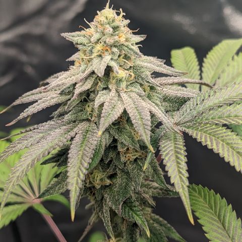 Lemon Cherry Gelato x Black Velvet #1 growlog timeline photo
