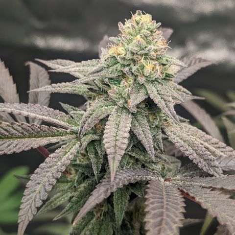 Lemon Cherry Gelato x Black Velvet #1 growlog timeline photo