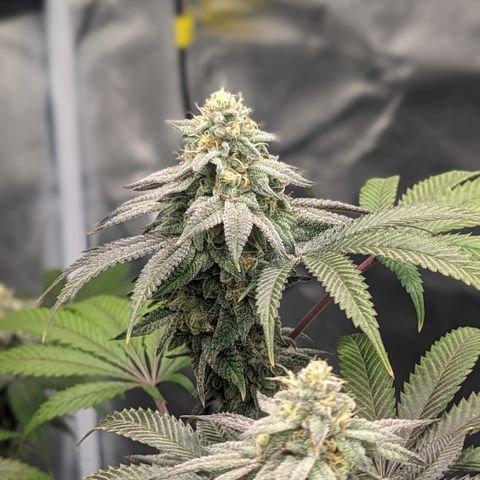 Lemon Cherry Gelato x Black Velvet #1 growlog timeline photo