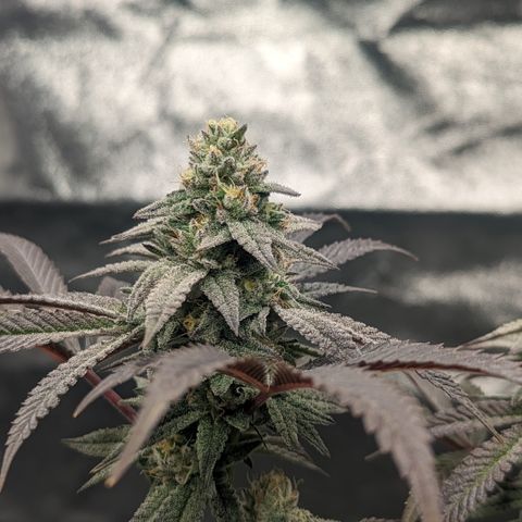Lemon Cherry Gelato x Black Velvet #1 growlog timeline photo