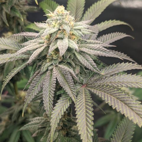 Lemon Cherry Gelato x Black Velvet #1 growlog timeline photo