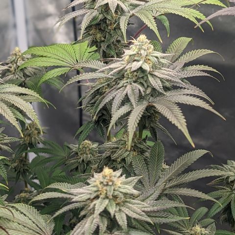 Lemon Cherry Gelato x Black Velvet #1 growlog timeline photo
