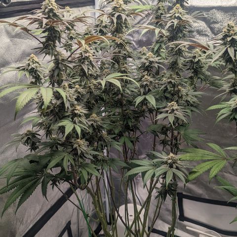 Lemon Cherry Gelato x Black Velvet #1 growlog timeline photo