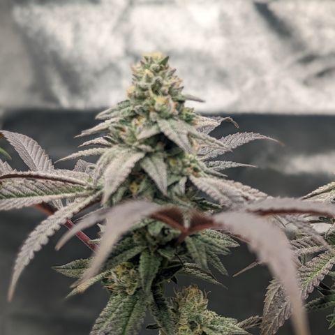 Lemon Cherry Gelato x Black Velvet #1 growlog timeline photo