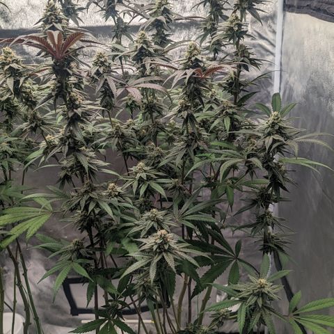 Lemon Cherry Gelato x Black Velvet #1 growlog timeline photo