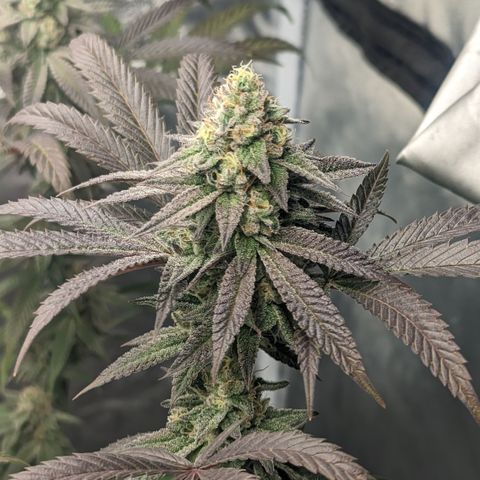Lemon Cherry Gelato x Black Velvet #1 growlog timeline photo