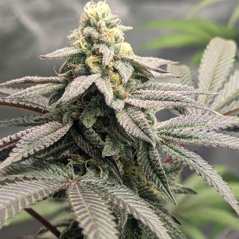 Lemon Cherry Gelato x Black Velvet #1 growlog timeline photo