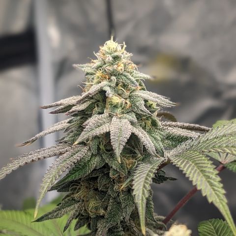 Lemon Cherry Gelato x Black Velvet #1 growlog timeline photo