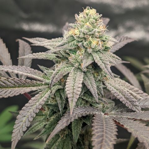Lemon Cherry Gelato x Black Velvet #1 growlog timeline photo