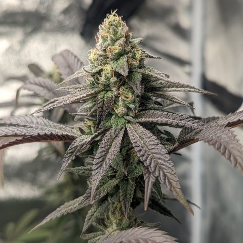 Lemon Cherry Gelato x Black Velvet #1 growlog timeline photo