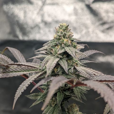 Lemon Cherry Gelato x Black Velvet #1 growlog timeline photo