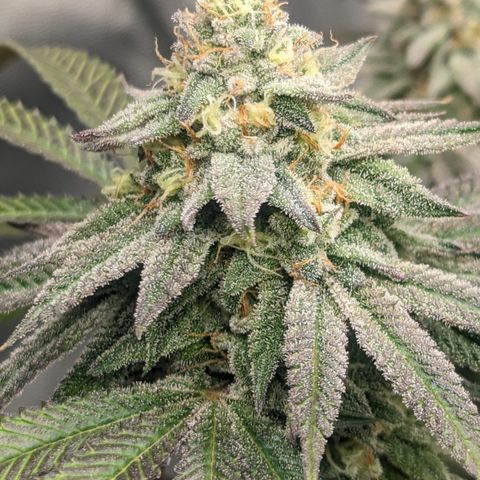 Lemon Cherry Gelato x Black Velvet #1 growlog timeline photo