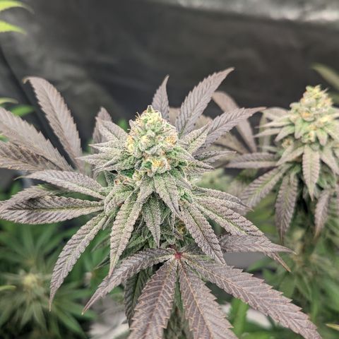 Lemon Cherry Gelato x Black Velvet #1 growlog timeline photo