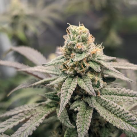 Lemon Cherry Gelato x Black Velvet #1 growlog timeline photo