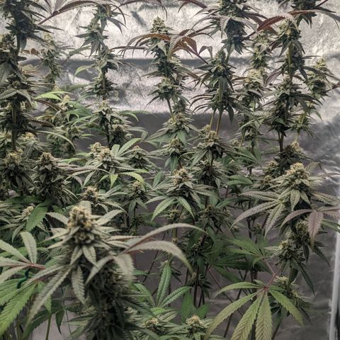 Lemon Cherry Gelato x Black Velvet #1 growlog timeline photo