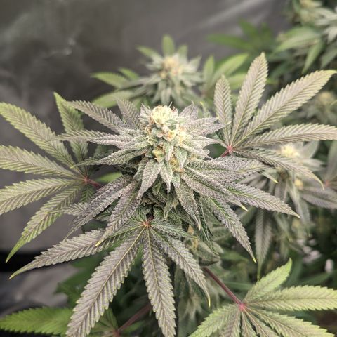 Lemon Cherry Gelato x Black Velvet #1 growlog timeline photo