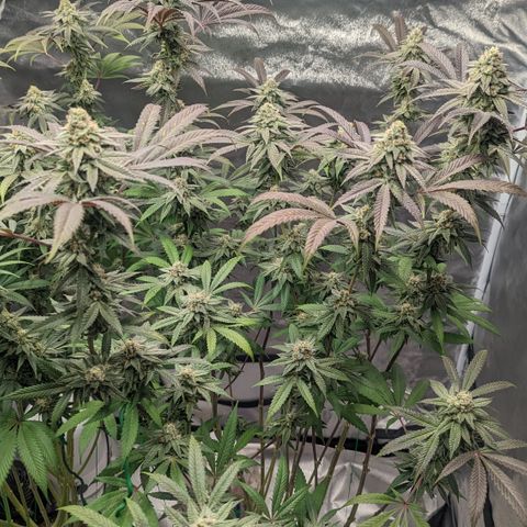 Lemon Cherry Gelato x Black Velvet #1 growlog timeline photo