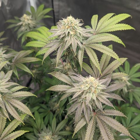Lemon Cherry Gelato x Black Velvet #1 growlog timeline photo