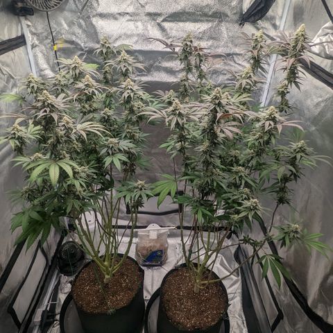 Lemon Cherry Gelato x Black Velvet #1 growlog timeline photo