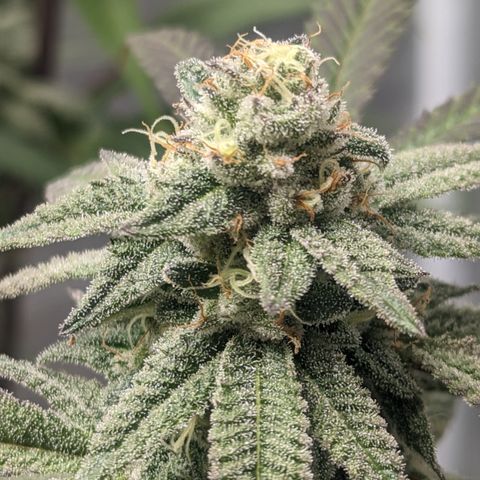 Lemon Cherry Gelato x Black Velvet #1 growlog timeline photo