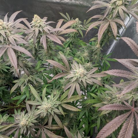 Lemon Cherry Gelato x Black Velvet #1 growlog timeline photo
