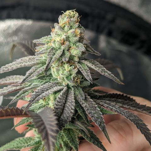 Lemon Cherry Gelato x Black Velvet #1 growlog timeline photo