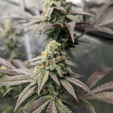 Lemon Cherry Gelato x Black Velvet #1 growlog timeline photo
