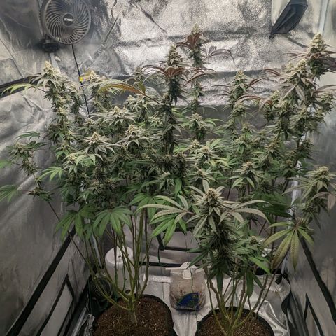 Lemon Cherry Gelato x Black Velvet #1 growlog timeline photo