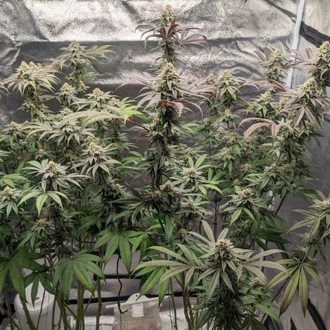 Lemon Cherry Gelato x Black Velvet #1 growlog timeline photo