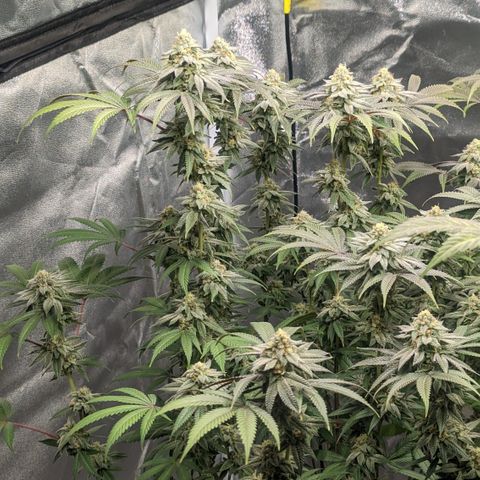 Lemon Cherry Gelato x Black Velvet #1 growlog timeline photo