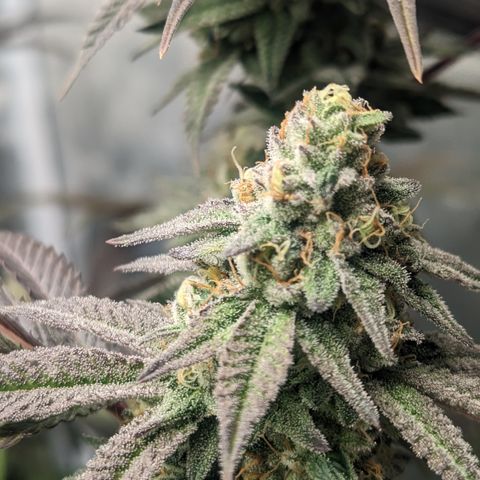 Lemon Cherry Gelato x Black Velvet #1 growlog timeline photo