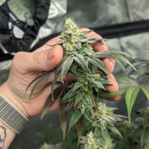 Lemon Cherry Gelato x Black Velvet #1 growlog timeline photo