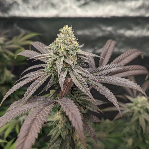 Lemon Cherry Gelato x Black Velvet #1 growlog timeline photo