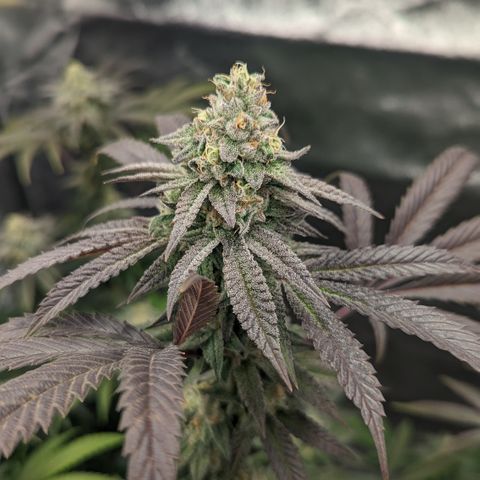 Lemon Cherry Gelato x Black Velvet #1 growlog timeline photo