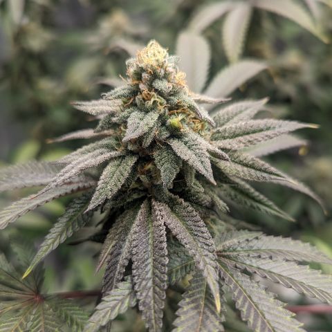 Lemon Cherry Gelato x Black Velvet #1 growlog timeline photo