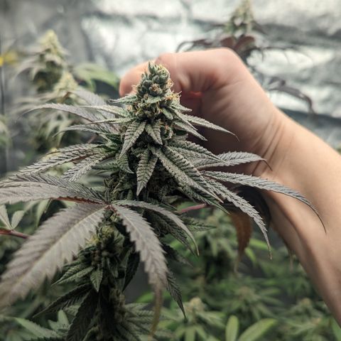 Lemon Cherry Gelato x Black Velvet #1 growlog timeline photo
