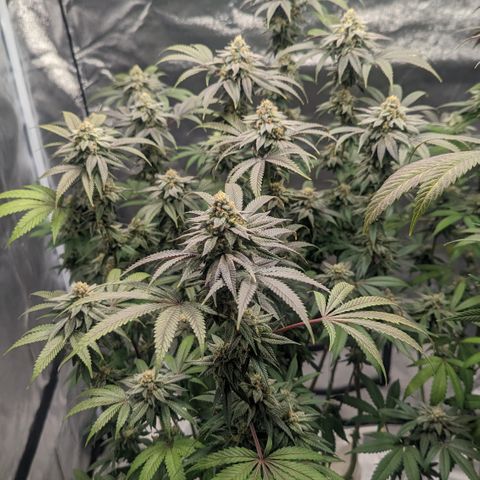 Lemon Cherry Gelato x Black Velvet #1 growlog timeline photo