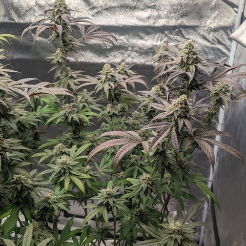Lemon Cherry Gelato x Black Velvet #1 growlog timeline photo