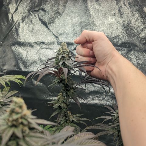 Lemon Cherry Gelato x Black Velvet #1 growlog timeline photo