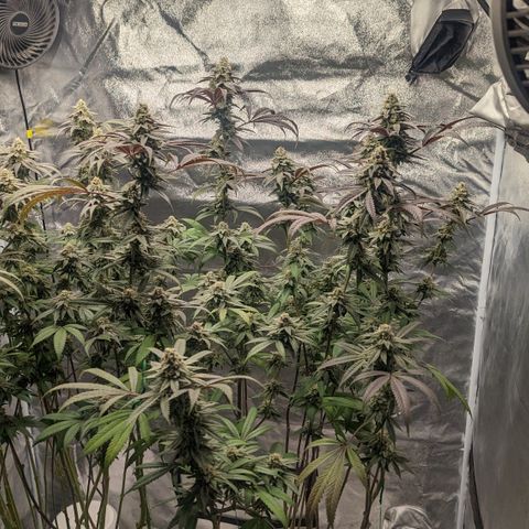 Lemon Cherry Gelato x Black Velvet #1 growlog timeline photo